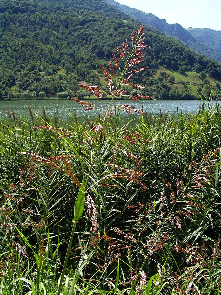 Lago d'Endine  canna palustre (Phragmites australis)