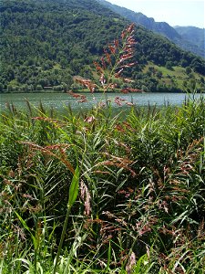 Lago d'Endine  canna palustre (Phragmites australis)