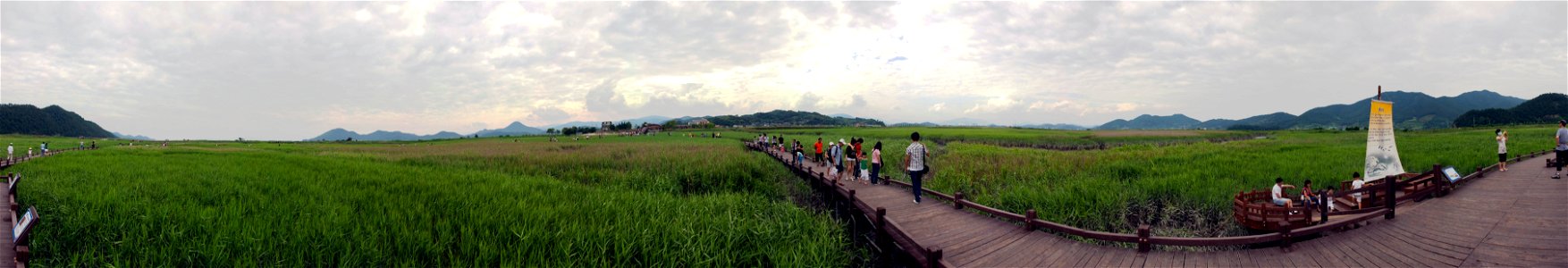 Panorama of Reed fields in Suncheon bay