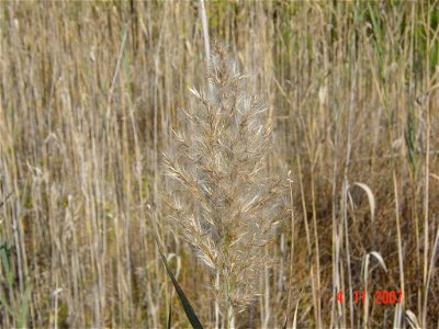 Reed Grass Phragmites Australis, resolution 2048x1536, file size appx 1.3MB, taken at Oceana Pond, Virginia Beach, Virginia, USA