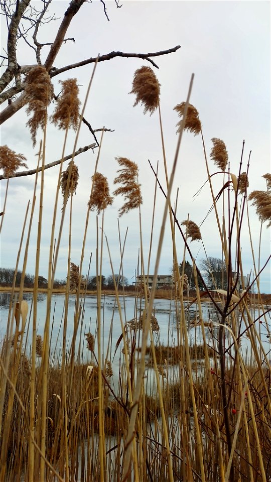 common reed (Phragmites australis)