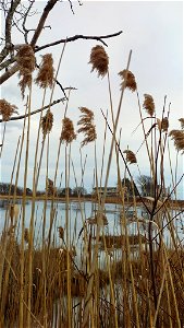 common reed (Phragmites australis)