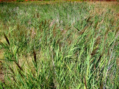 Phragmites australis habitat, Laguna de Caracuel, Spain