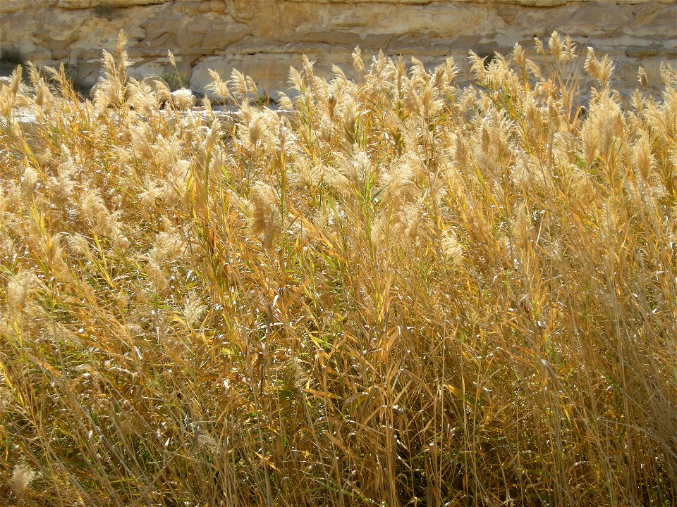 Phragmites_australis kane