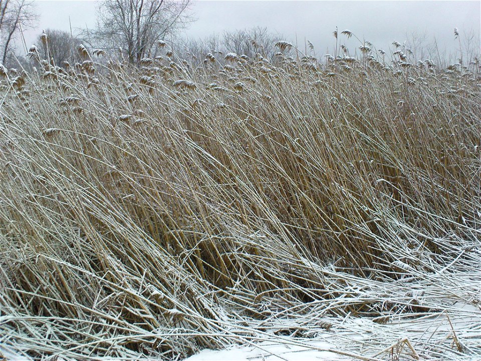 Phragmites australis in a marsh along Route 117 in Sudbury, MA, USA.