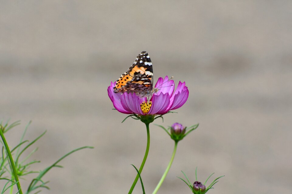 Cosmos insect butterfly