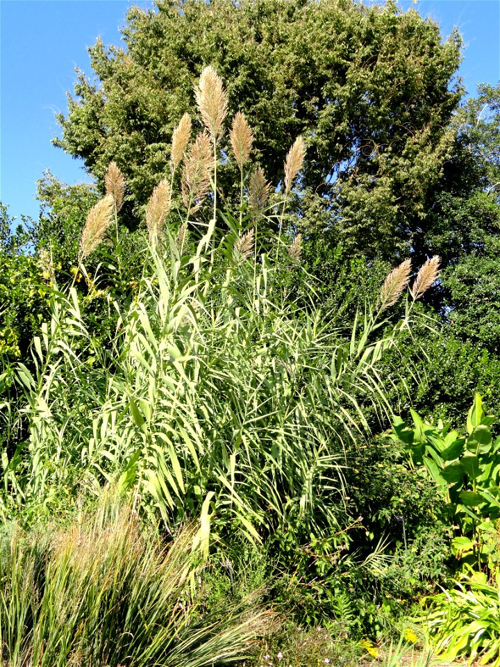 Arundo donax 'Variegata' specimen in the J. C. Raulston Arboretum (North Carolina State University), 4415 Beryl Road, Raleigh, North Carolina, USA.
