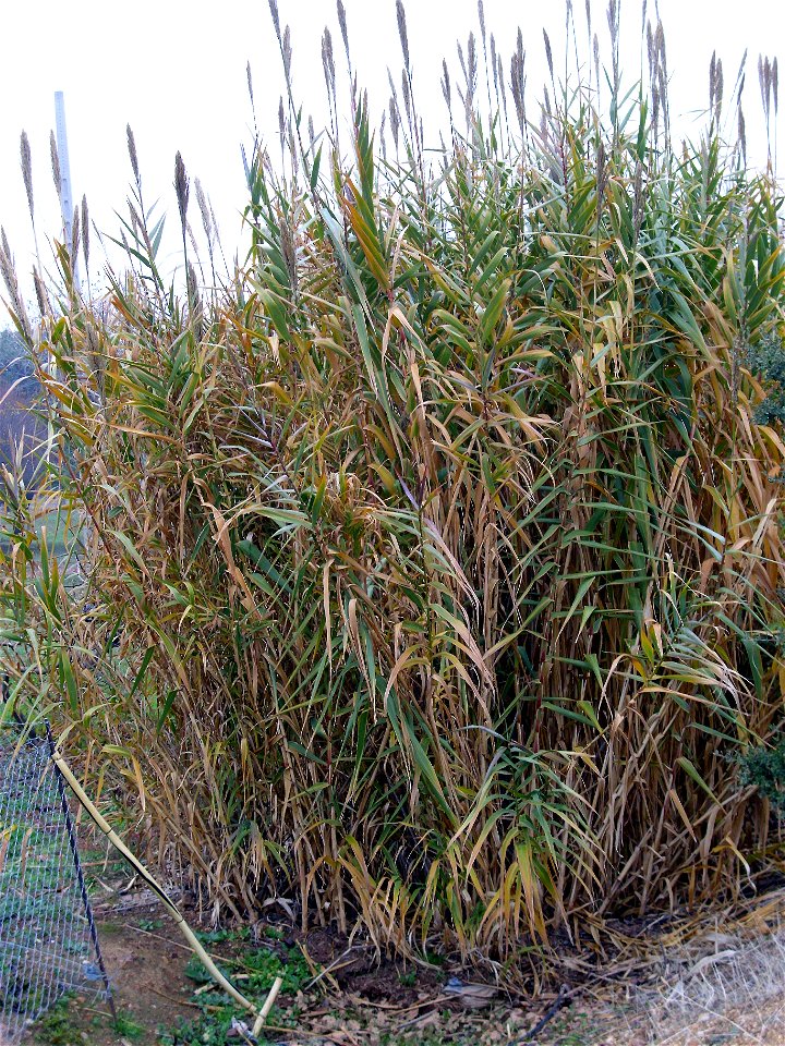 Arundo donax habit, Dehesa Boyal de Puertollano, Spain