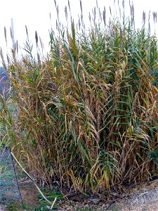 Arundo donax habit, Dehesa Boyal de Puertollano, Spain