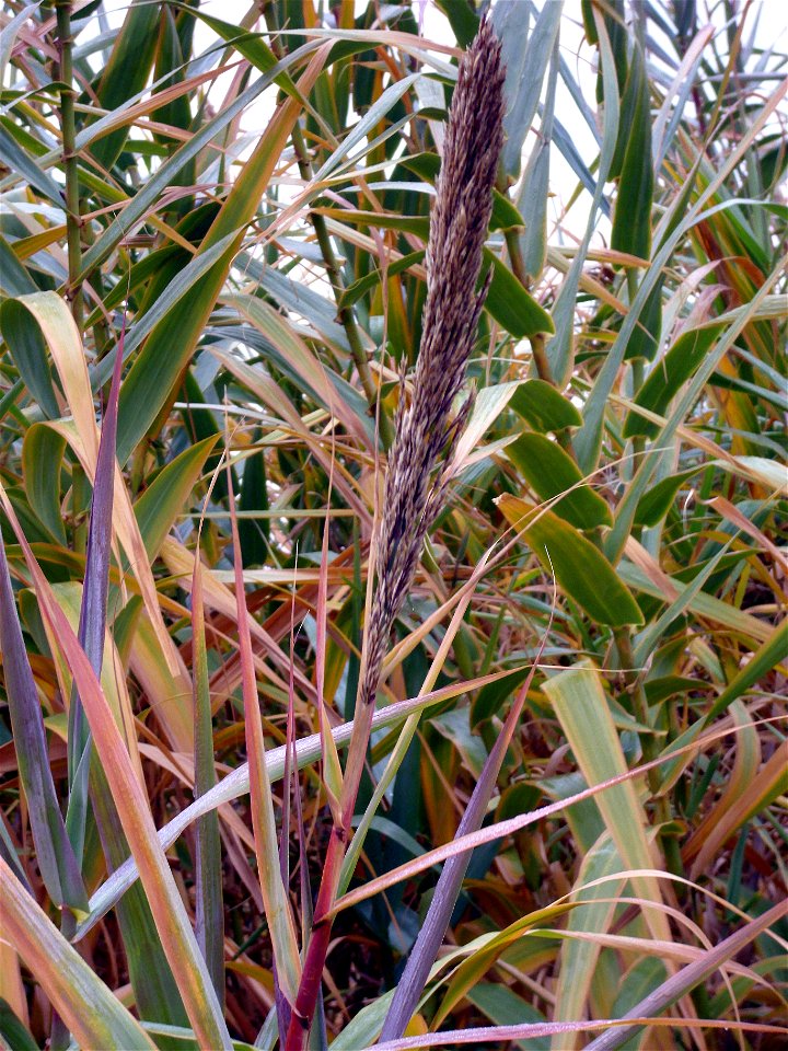 Arundo donax inflorescence, Dehesa Boyal de Puertollano, Spain