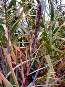 Arundo donax inflorescence, Dehesa Boyal de Puertollano, Spain