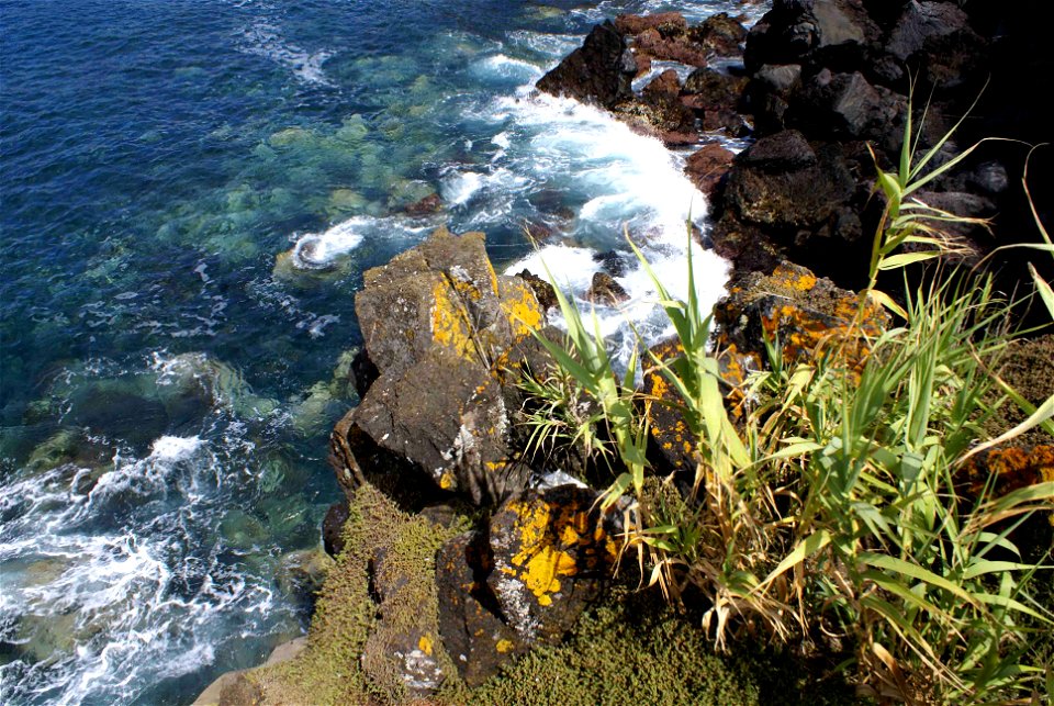 Arundo donax vulgo Cana, Musgos e urze na Costa da Baía da Villa Maria, ilha Terceira, Açores, Portugal
