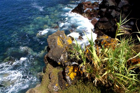 Arundo donax vulgo Cana, Musgos e urze na Costa da Baía da Villa Maria, ilha Terceira, Açores, Portugal photo