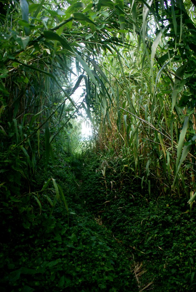 Fajã de Vasco Martins, trilhos por entre a floresta de endémicas da Laurissilva típicas da flor da Macaronésia, Velas, ilhas de São Jorge, Açores