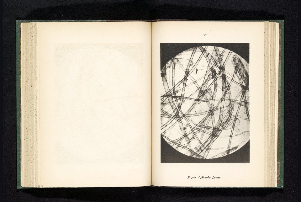 IdentificatieTitel(s): Micro-opname van de vezels in papier van pijlrietPapier d'arundo donax (titel op object)Objecttype: fotomechanische afdruk bladzijde Objectnummer: RP-F-2001-7-135-15Opschriften 