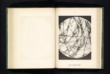 IdentificatieTitel(s): Micro-opname van de vezels in papier van pijlrietPapier d'arundo donax (titel op object)Objecttype: fotomechanische afdruk bladzijde Objectnummer: RP-F-2001-7-135-15Opschriften 