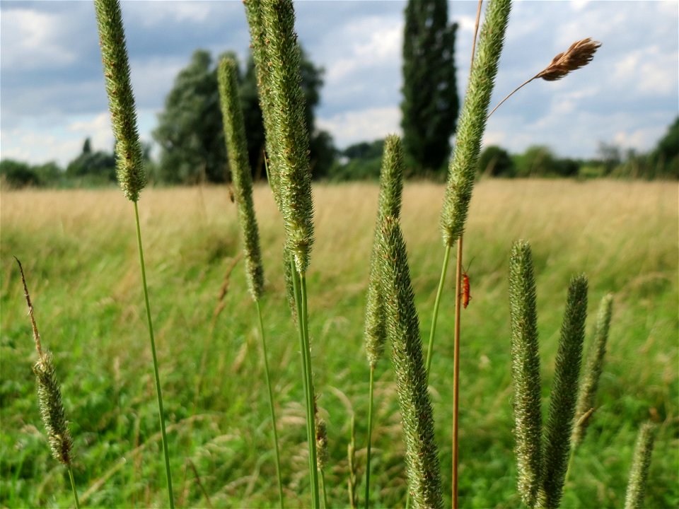 Wiesen-Lieschgras (Phleum pratense) im Naturschutzgebiet Bachwiesen/Leopoldswiesen im Hockenheimer Rheinbogen