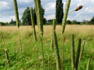 Wiesen-Lieschgras (Phleum pratense) im Naturschutzgebiet Bachwiesen/Leopoldswiesen im Hockenheimer Rheinbogen