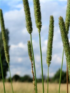 Wiesen-Lieschgras (Phleum pratense) im Naturschutzgebiet Bachwiesen/Leopoldswiesen im Hockenheimer Rheinbogen