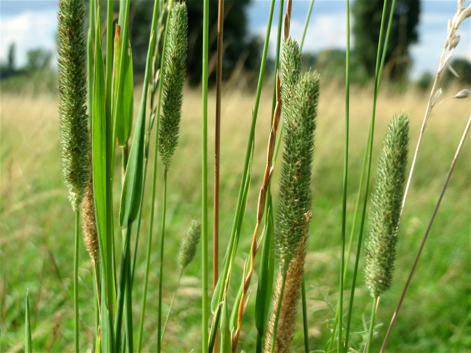 Wiesen-Lieschgras (Phleum pratense) im Naturschutzgebiet Bachwiesen/Leopoldswiesen im Hockenheimer Rheinbogen