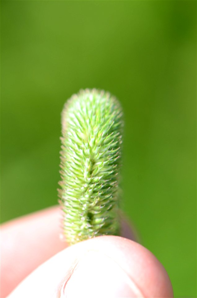Timothy grass (Phleum pratense)