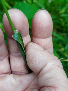 Timothy grass (Phleum pratense) photo