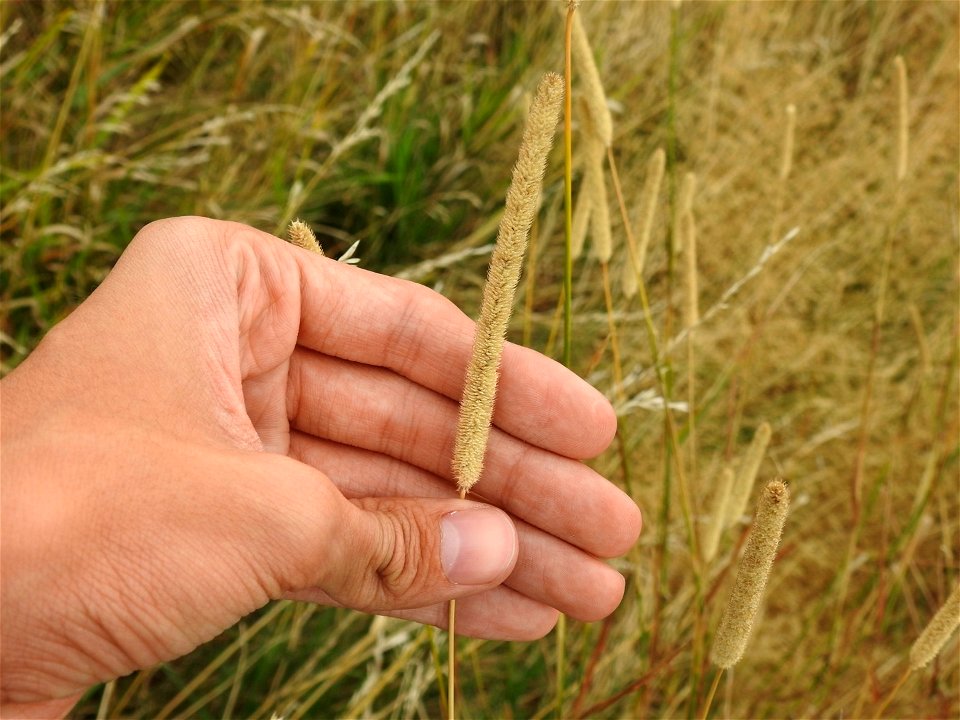 Timothy grass (Phleum pratense)