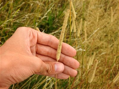 Timothy grass (Phleum pratense)