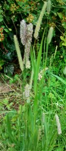 Timothy grass (Phleum pratense L.) in Tiverton photo