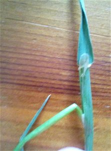 ligule of timothy (Phleum pratense L.), short and blunt photo