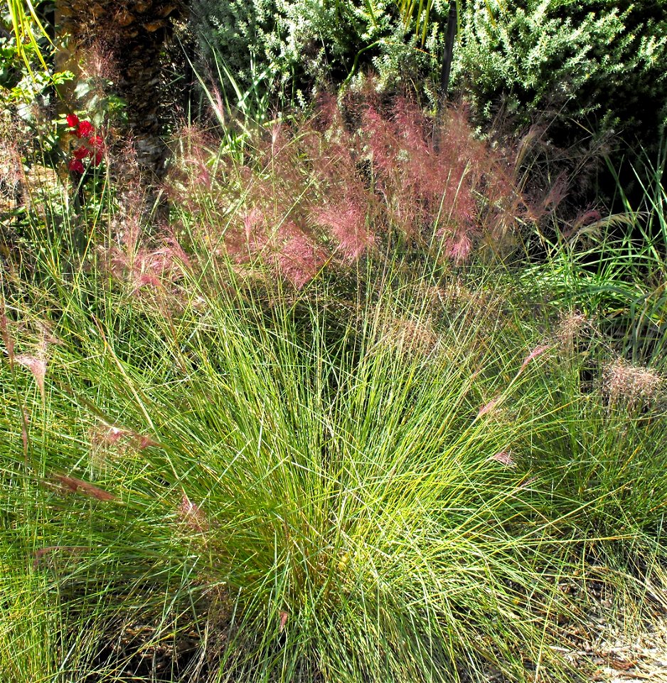 Muhlenbergia capillaris, syn: , in the Water Conservation Garden at Cuyamaca College, El Cajon, California, USA. 
Ornamental bunchgrass, identified by sign.