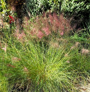 Muhlenbergia capillaris, syn: , in the Water Conservation Garden at Cuyamaca College, El Cajon, California, USA. Ornamental bunchgrass, identified by sign. photo