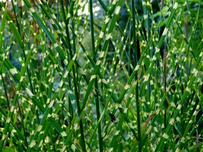 Herbs in the Jardin des Plantes in Paris. photo