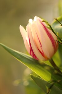Background plant nature