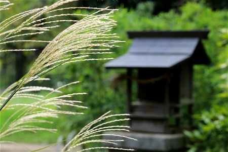 画材用に撮っておいた、「秋ネタ」その2. 江戸東京たてもの園で撮影. photo