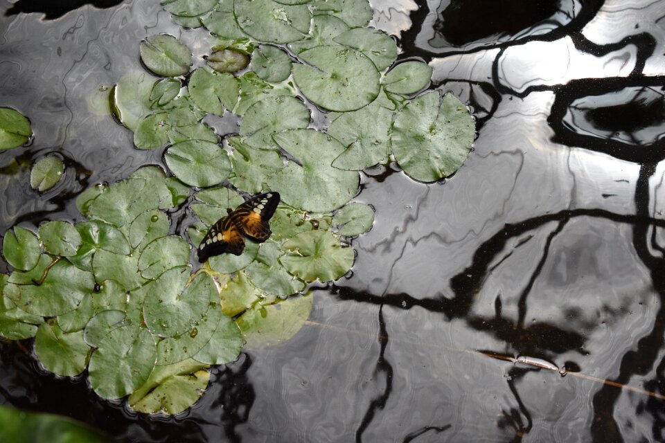 Reflection lily pad water