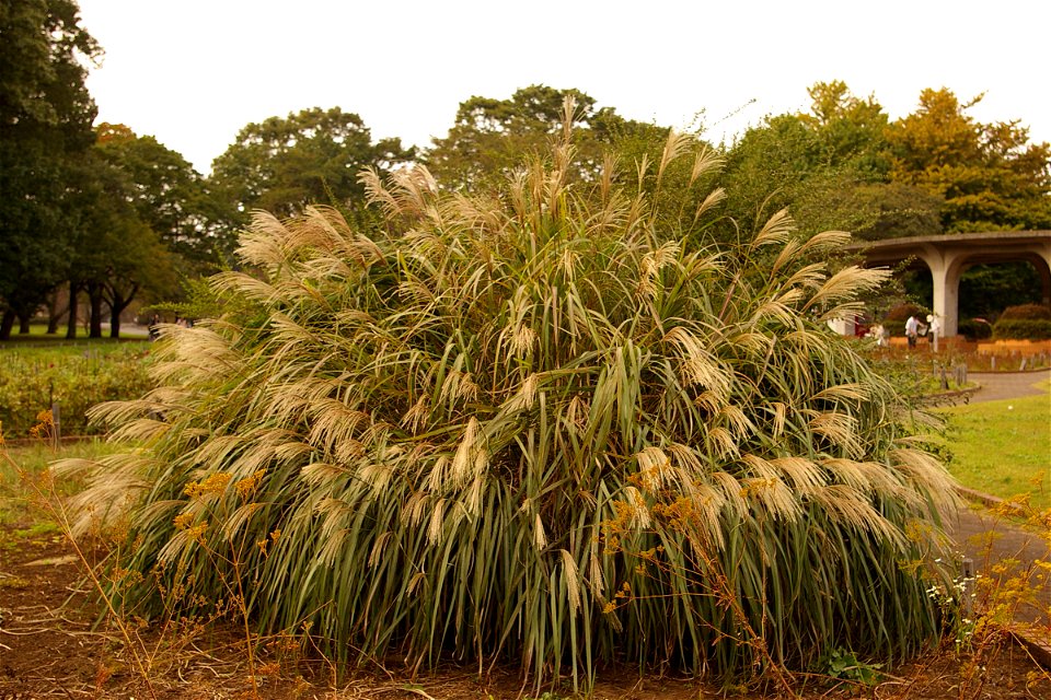 Flowering Miscanthus sinensis, Koganei Park in Tokyo, Japan