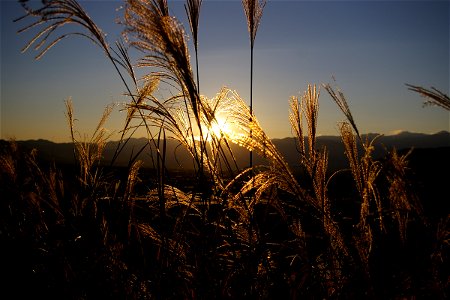 Susuki (Miscanthus sinensis) in Japan photo