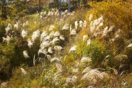 Miscanthus sinensis, Katsunuma in Yamanashi pref., Japan