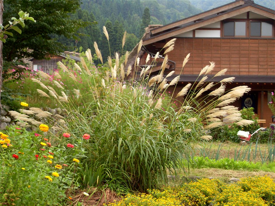 Susuki grass in Shirakawa-go, Japan