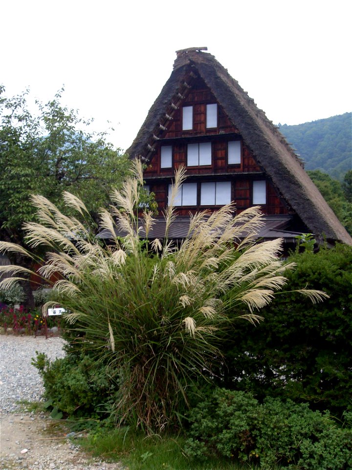 A house and susuki grass in Shirakawa-go, Japan