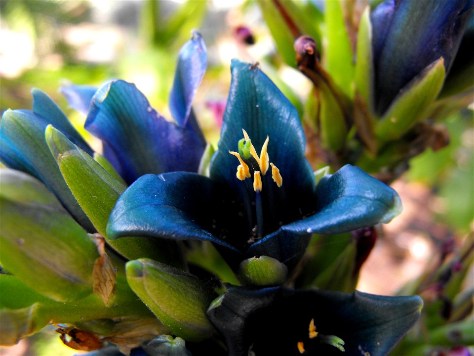 with blue flowers.
At the San Diego Botanic Garden (formerly Quail Botanical Gardens) in Encinitas, California.