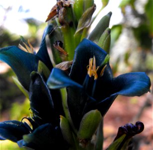 Puya alpestris at Quail Botanical Gardens in Encinitas, California, USA. photo