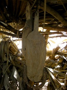 Musée des traditions diolas à Mlomp (Casamance, Sénégal) : kajendo, outil aratoire  utilisé dans les rizières, une sorte de bêche multi-usages