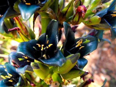 — (metallic blue flowers). At the San Diego Botanic Garden (formerly Quail Botanical Gardens) in Encinitas, California. photo