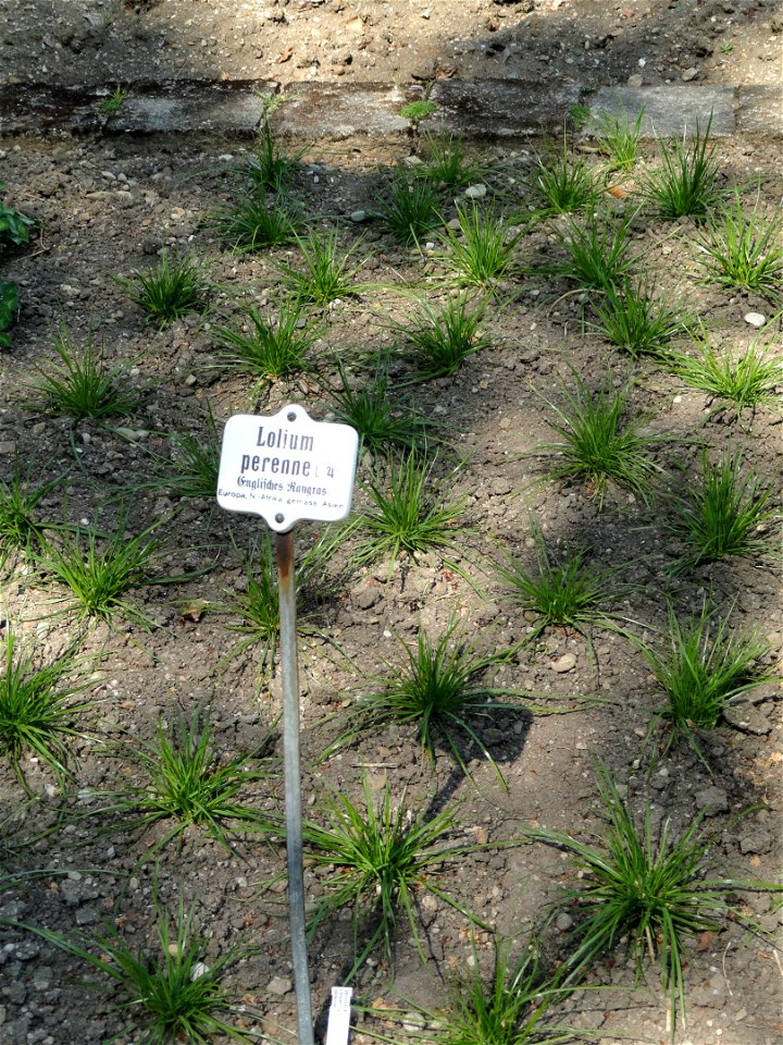 Lolium perenne specimen in the Botanischer Garten München-Nymphenburg, Munich, Germany.