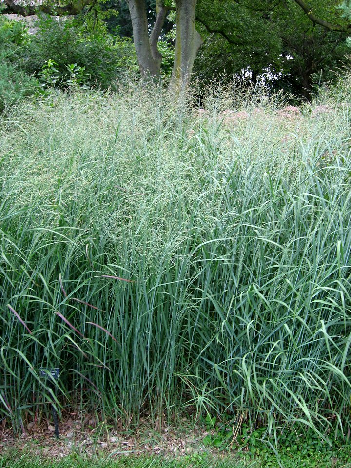 A picture of Panicum virgatum.