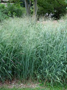 A picture of Panicum virgatum.