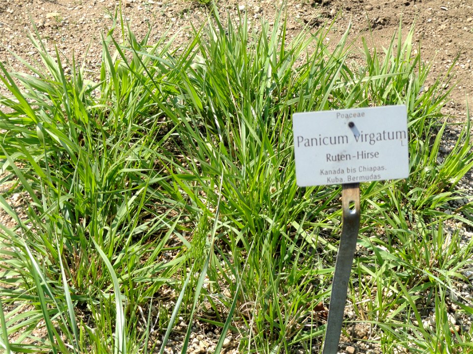 Panicum virgatum specimen in the Botanischer Garten München-Nymphenburg, Munich, Germany.