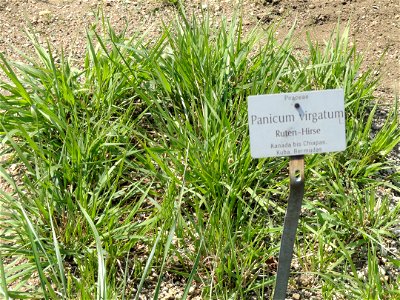 Panicum virgatum specimen in the Botanischer Garten München-Nymphenburg, Munich, Germany.